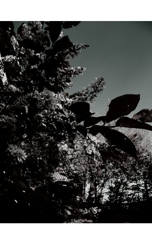 Обложка книги «Пустынная дорога смерти» автора Натальи Савельевы.